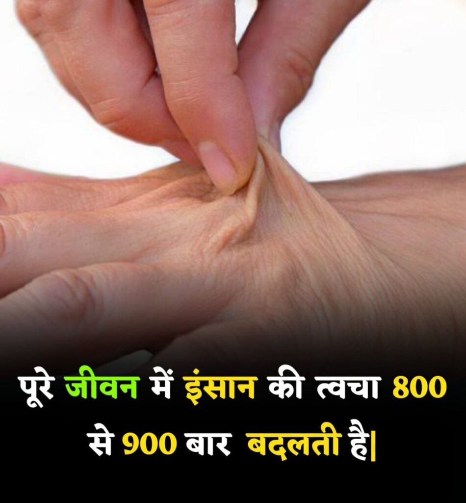 पूरे जीवन में इंसान की त्वचा 800 से 900 बार बदलती है।